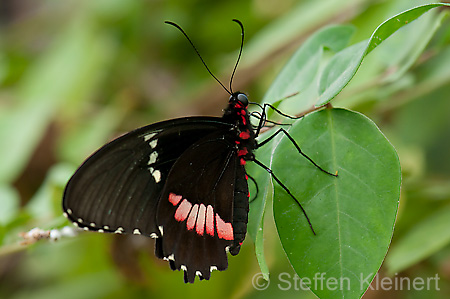 285 rotgetuepfelter Schwalbenschwanz - Papilio anchisiades